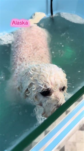 Grooming spa dog! bichon Frise