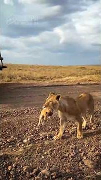 Mother Lion Carrying Her Small Cub In Her Mouth (Maasai Mara, Kenya)