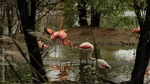 A vibrant group of flamingos wading in shallow water, displaying shades of pink and orange. The peaceful scene highlights the birds' long legs and graceful necks as they interact and feed in a natural