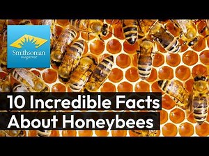 10 Incredible Facts About Honeybees