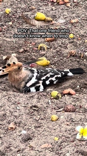 She told him LOUD AND CLEAR! 🔊 Hoopoe Drama #shorts