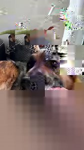 82K views · 294 shares | My German Shepherd reviews different raw foods | ASMR - Music by Ikson | Strider The German Shepherd | Facebook