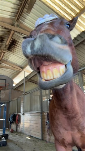 Shakira's New Horses Video Featuring Bailey and Marley