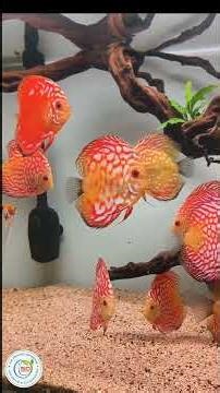 “Luxury Discus Planted Aquarium 🐠 | Sai Delight Aquarium | Bangalore”