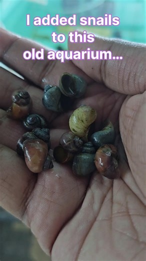 The Magic of Adding Snails to an Aquarium 🐌✨ #fishkeepinghobby #snailpet #aquariumfish #shorts #yt