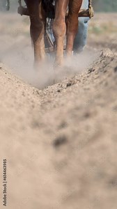 Agricultural sustainability: Mexican peasant farmer tilling the land with a horse for amaranth cultivation