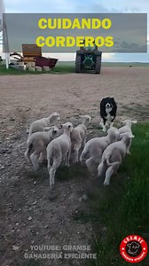 Este border collie es el mejor cuidando corderos 🐶🐑 El Border Collie es una de las razas más inteligentes y trabajadoras, ideal para el pastoreo. Cuando cuidan corderos, utilizan su instinto natural de pastoreo y su aguda inteligencia para controlar y dirigir al rebaño con gran precisión. #bordercollie #cattle #ranch #cowboys #Ganaderia | Gramse Ganaderia Eficiente