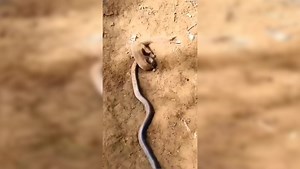 Viral video: Mongoose eats King Cobra alive after intense battle with snake several times its size