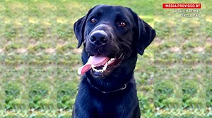 Elementary school raises money for school dog, addresses mental health concerns