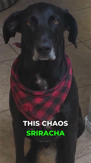Nash the Dog Tries Sriracha Mac & Cheese! & Wisdom!