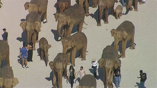 "Great Elephant Migration" art exhibit on display in Miami Beach