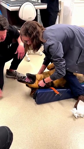 4.1K views · 76 reactions | How to stop your dog from choking on a kong toy! #dogtraining #diytoys #dogslife | Kaizen Canine | Facebook