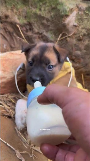 Are you watching TV series? Small puppy idyllic puppy