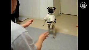 677K views · 6.2K shares | The most disciplined pug: | The Pet Collective | Facebook