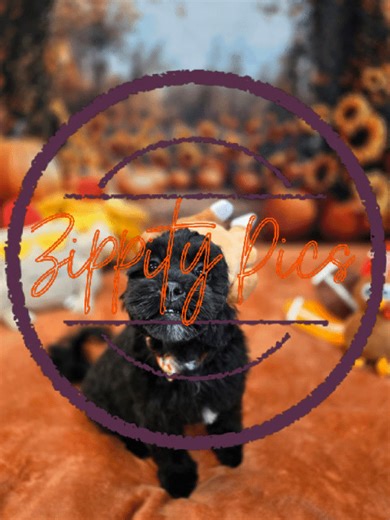 🍁 Gizmo 🍁 Gizmo is brand-new to the ZDD family, and this tiny little treasure came in ready to steal hearts. He wasn’t so sure about the tub (honestly, same), but on the grooming table? Absolute baby gentleman status unlocked. He’s itty-bitty, wide-eyed, and already rocking his bow like he owns the place. 💛 This Thanksgiving, Gizmo is grateful for: warm towels, gentle hands, and a salon full of people obsessed with his teeny-tiny cuteness. 🧡 We’re thankful for Gizmo’s sweet spirit, tiny paws