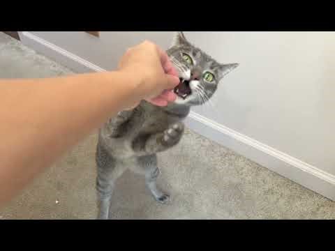 200 Natural Cat Allergy Relief Chews