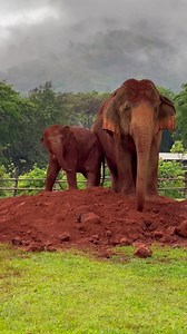 The love of an elephant’s nanny ❤️ When Wan Mai and her mother, Mae Mai arrived at ENP, she attracted many elephants who were interested in becoming her nanny. Baby Wan Mai ended up choosing super-nanny, Sri Nuan who is one of the biggest and most gentle elephants at ENP. They have been inseparable ever since! | Trunks Up