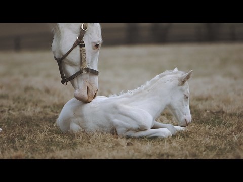 Rare White Foal a Patchen Wilkes Specialty