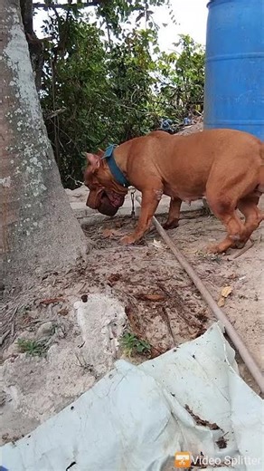 Mastiff Pit Bull #lekthebestkennel