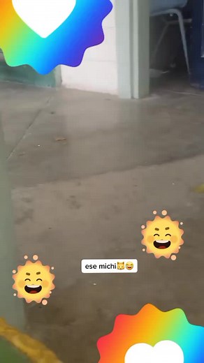 Playful Cat and Lizard Interaction in Indoor Setting