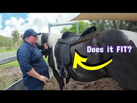 Syd Hill Saddle Fitting: The Art of Equine Comfort