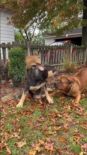 🙄🙄 Lion 🦁 Fighting Dogs The African Mastiff #boerboels #superbreed