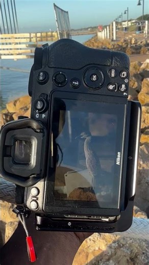 Nikon Z7 ii with Nikon 180 - 600mm f5.6 - 6.3 VR. #nikoncamera #nikon #dslr #nikonphotography