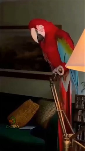 25K views · 499 reactions | When drama hits and logic flies out the window! #parrot #funnyparrot #talkingparrot #comedy #funny | Chirpo | Facebook
