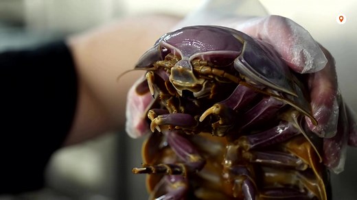 A 14-legged giant isopod is the highlight of a new dish at a ramen restaurant in Taipei, and people are lining up for pictures and to taste it https://reut.rs/3MEEhv1 | Reuters