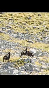 67K views · 483 reactions | Eagle hunting mountain goat | Chuks Nwafor | Facebook