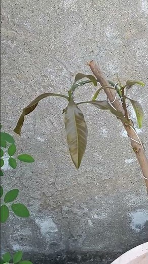 From Seed to Bonsai 🌿 Starting Mango Bonsai at Home