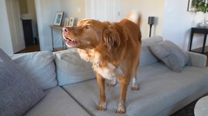 Watch DSM Amazon 2022 on Amazon Live