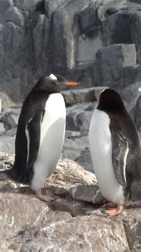 Do Penguins Propose with Pebbles? 💍🐧#PenguinFacts #Shorts
