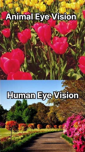 Why are some animals "Color Blind"?