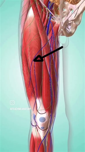 Which Muscle Is This? 3D Anatomy Identification Challenge #Shorts