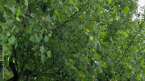 American Tulip Tree (Liriodendron tulipifera) flower, bloom in yellow on a leaf background. Close-up. Yellow blossom of a tulip tree