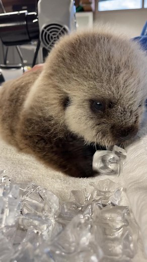 Adorable Baby Sea Otter Playing with Ice