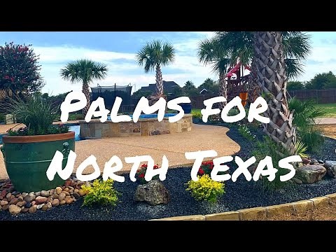Palms in North/Central Texas