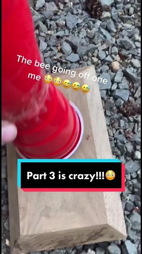 Decoding Bee Language: Part 3 Investigation Solved!