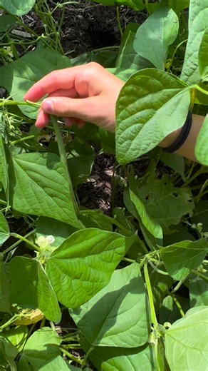 Haricots Verts 🫘 ~ Add these delicate French heirloom beans to your grow-list! Seeds are available in our catalog and here’s the story. ⬇️ ~ This old French variety has been a customer-favorite for many years and they grow very quickly. Bush beans do not need trellising and the compact plants grow to 18”-24”. This haricots verts variety produces thin, French-style green beans and our kids prefer to eat them raw. They are wonderful in salads, pickled and the plants produce profusely so you’ll ha