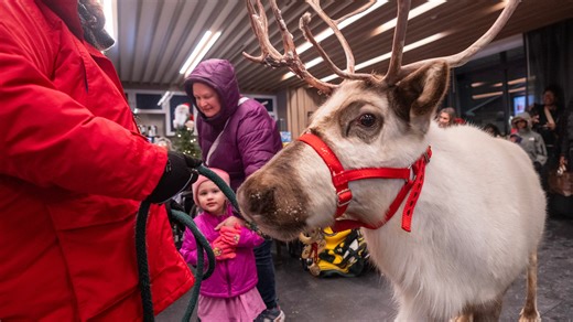 What do reindeer eat? What to leave out for them on Christmas Eve