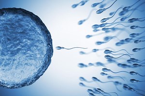 Sperm counts worldwide have plunged 62% in under 50 years: study