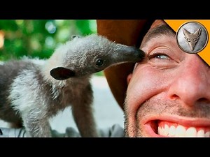 Bizarre Rainforest Creature!