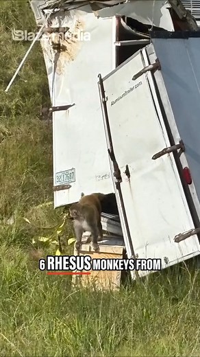 9.4K views · 136 reactions | What could possibly go wrong with disease-carrying lab monkey on the loose. | Blaze Media | Facebook