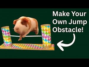 DIY Guinea Pig Agility Jump Obstacles - Make Your Own!