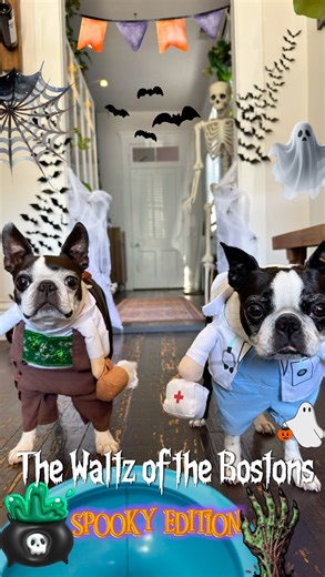 Happy Halloween! 🎃👻Hoping everyone enjoyed our Halloween Ball Launch series, the costumes, and all the chaos that came with it. We had so much fun . Wishing you a happy and safe Halloween from the whole Boston crew! 🥰 . . . . . #photooftheday #reelsinstagram #reelsvideo #dogsofinstagram #funny #dogstagram#puppy #viral #trending #bostonterriersofinstagram #fyp #halloween #thisishalloween #happyhalloween #friday #friyay #weekend #dogcostume #ball #ballislife #balllauncher #shorts | Hops the Bos