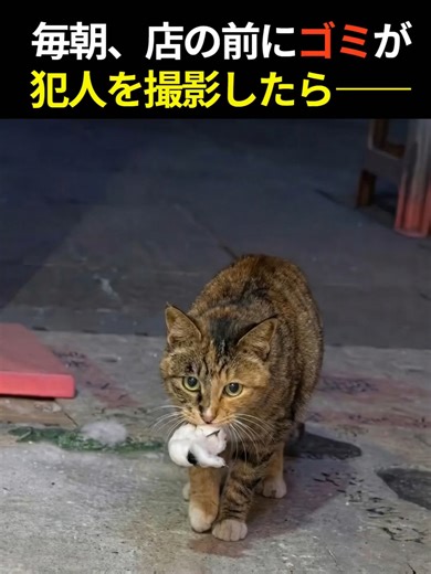 毎朝、店の前にゴミが...防犯カメラを確認したら、涙が止まらない光景が #猫 #感動 #泣ける話 #監視カメラ#衝撃映像 #信じられない#猫可愛い #ペット動画