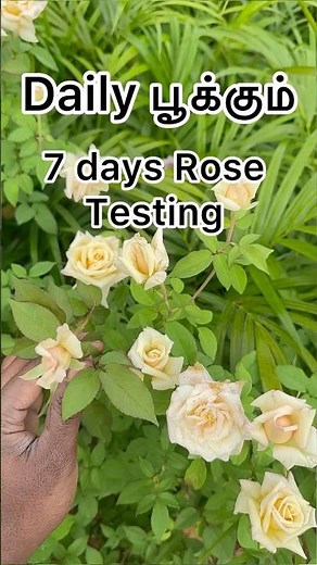 7 days rose plant