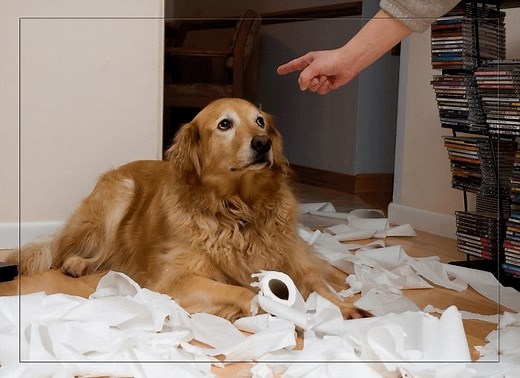 Behavioral Effects of Spay