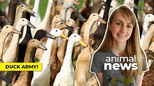 WATCH — Forget pesticides, this South African vineyard has an ‘army’ of ducks